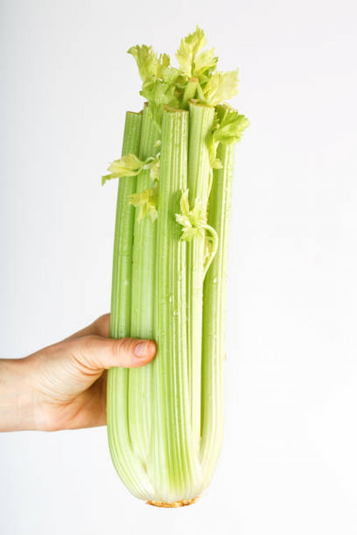 کرفس تازه صادراتی مناسب بسته‌ بندی حرفه‌ ای و حمل طولانی